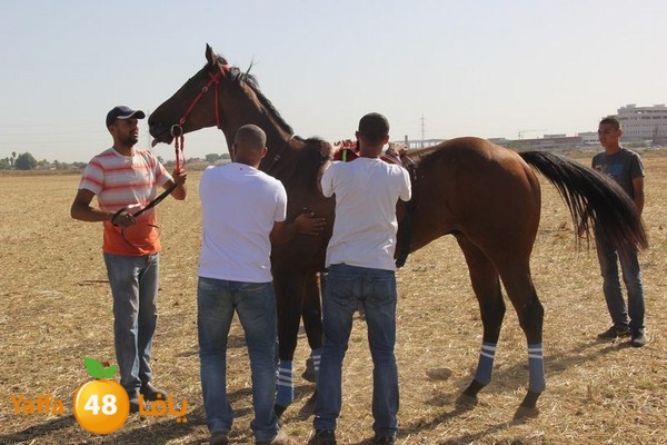 horse race 0602 (4).JPG